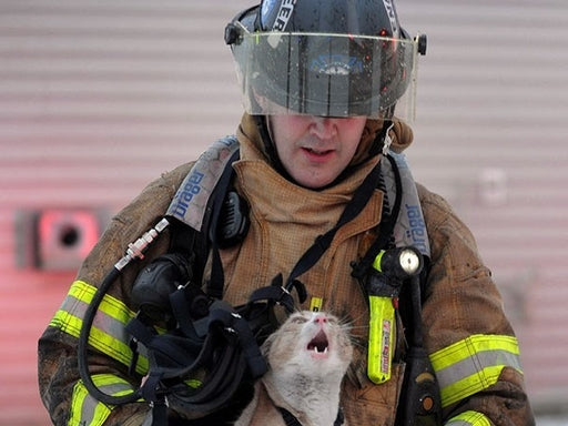 How to Properly Rescue a Stray Cat